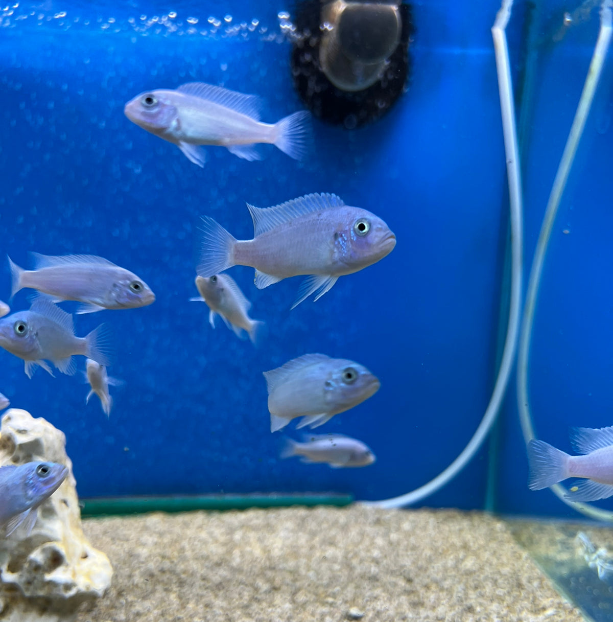 Cobalt Blue Zebra Cichlid - (No Online Purchases)