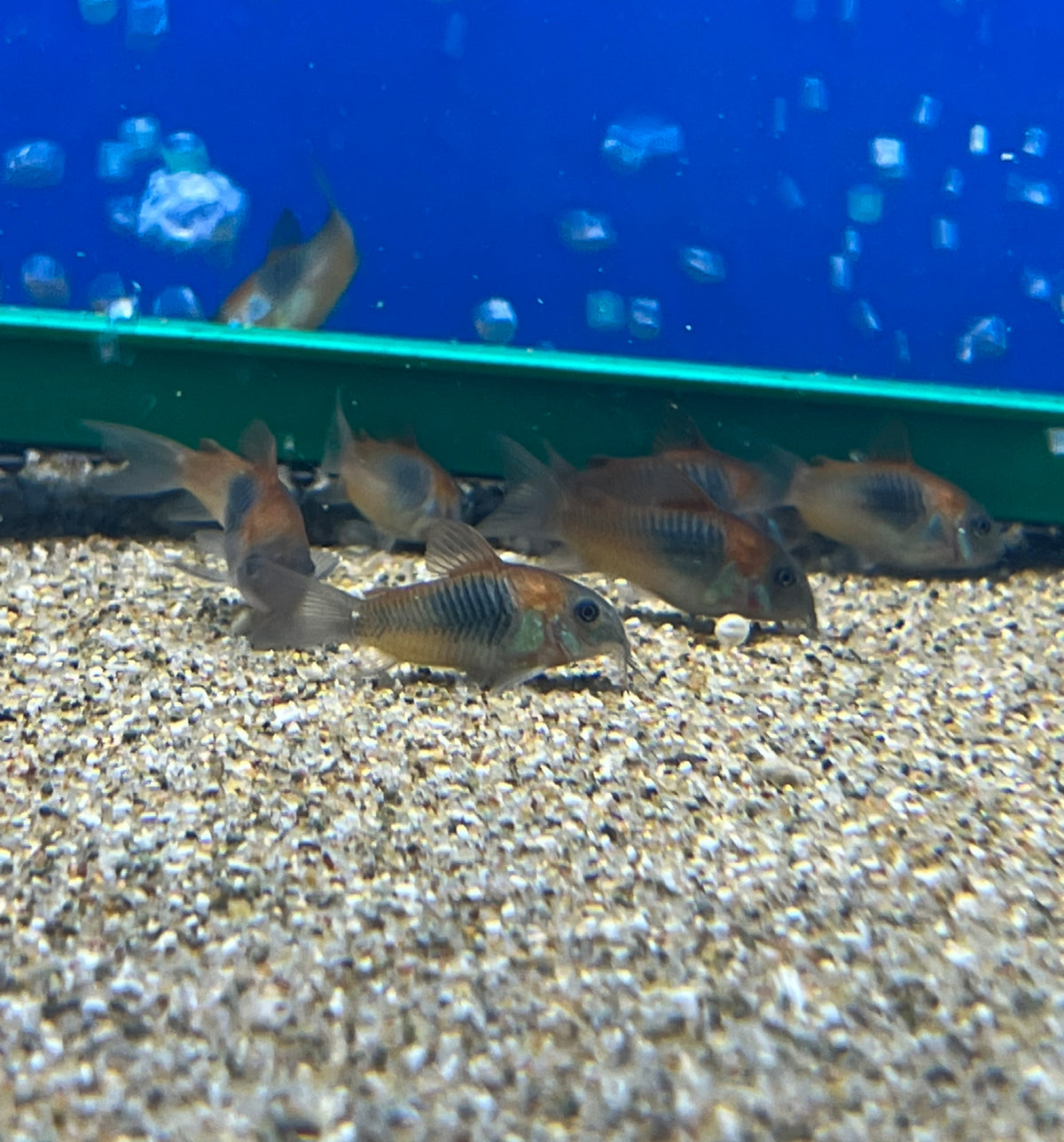 Corydoras Venezuela Orange Catfish - (No Online Purchases)