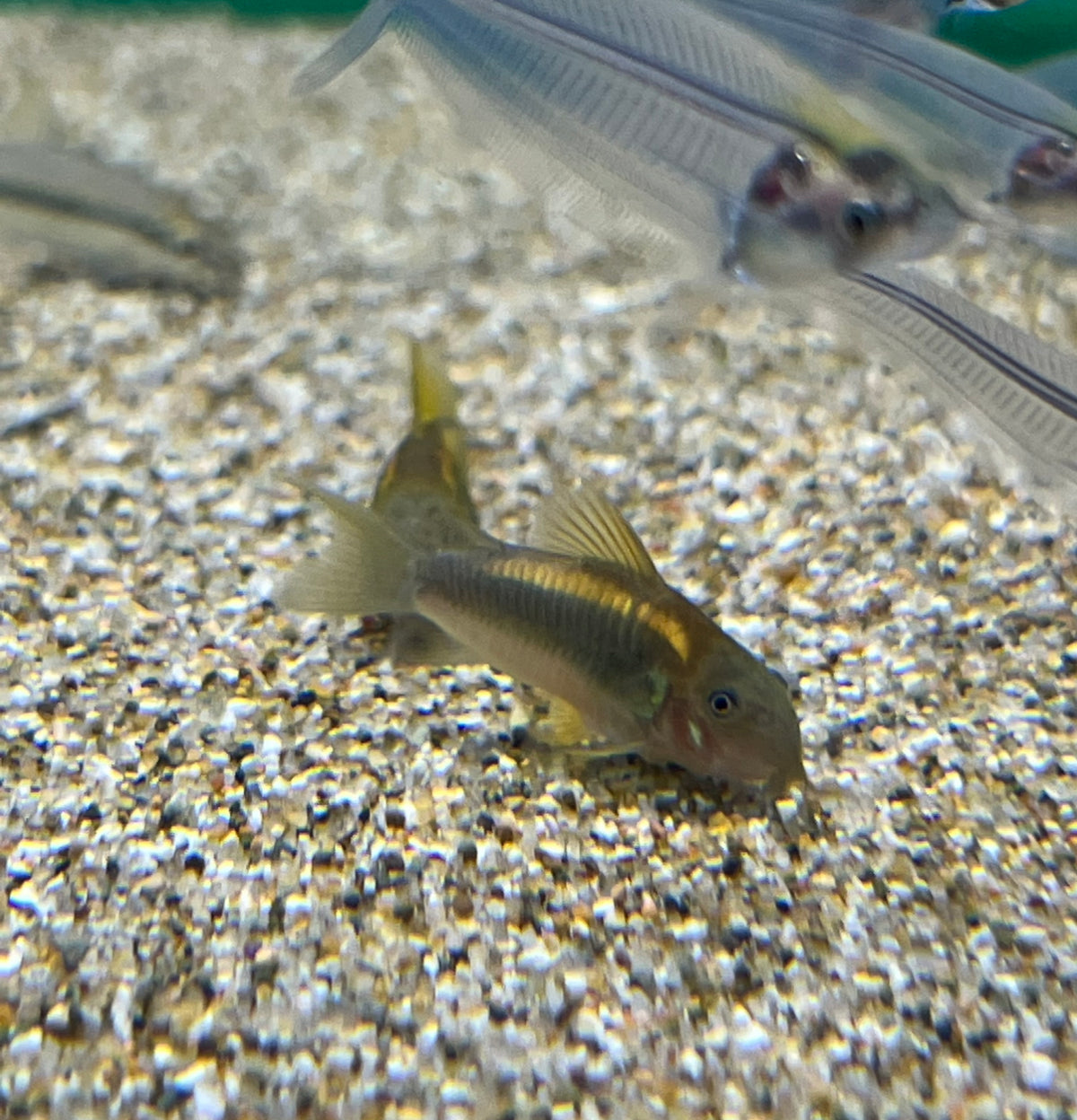 Gold Laser Corydora (No Online Purchases)