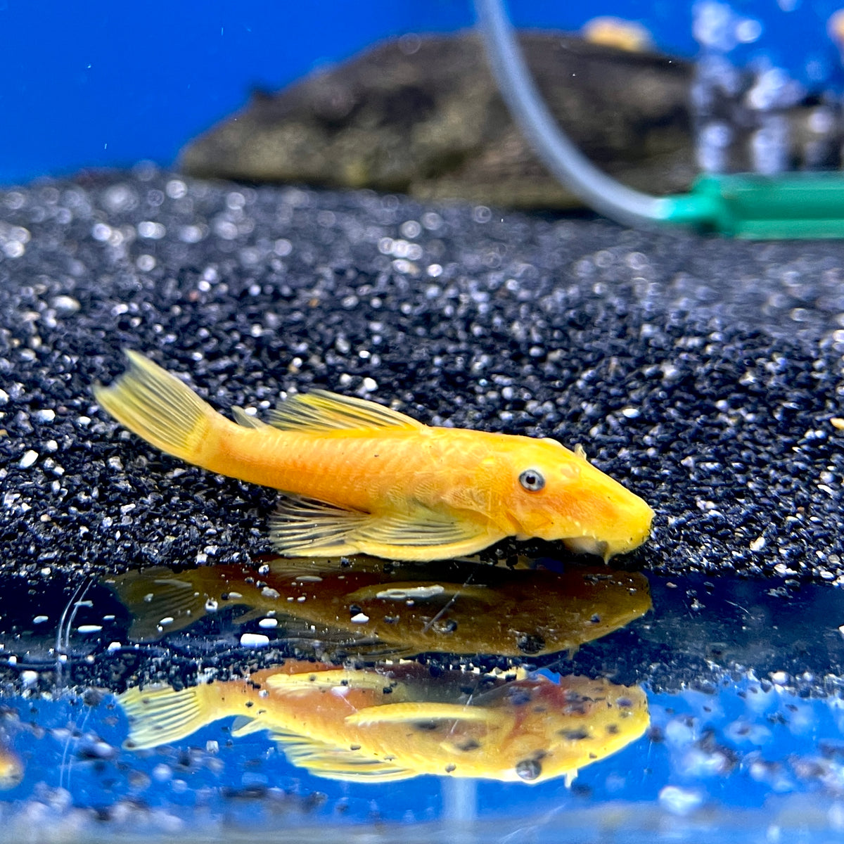 L144  Bristlenose Catfish - (No Online Purchases)