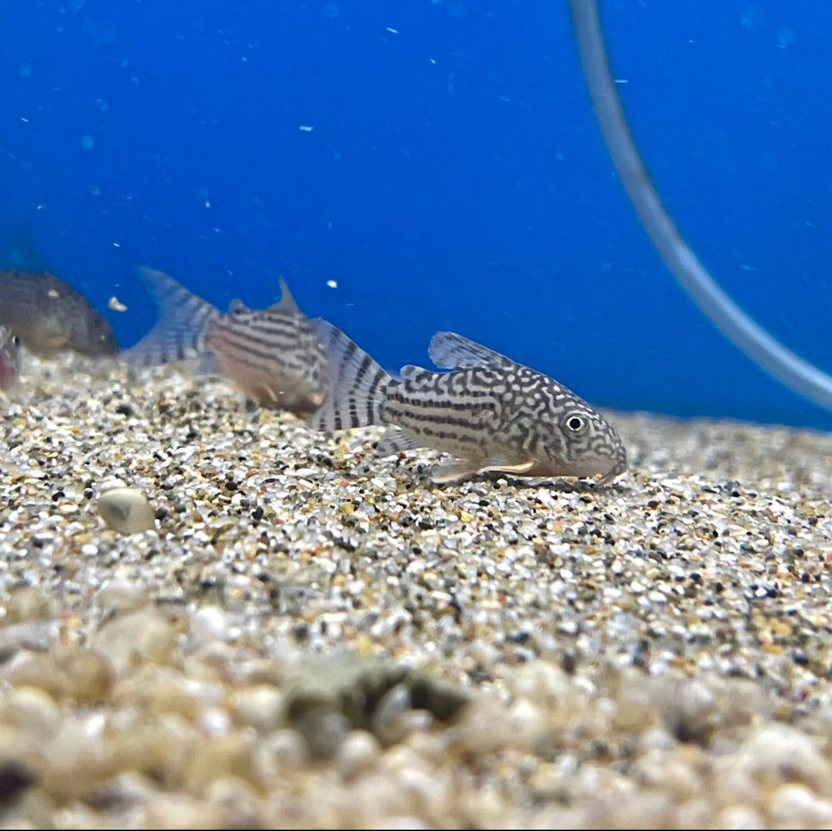 Sterbai Corydoras (No Online Purchases)