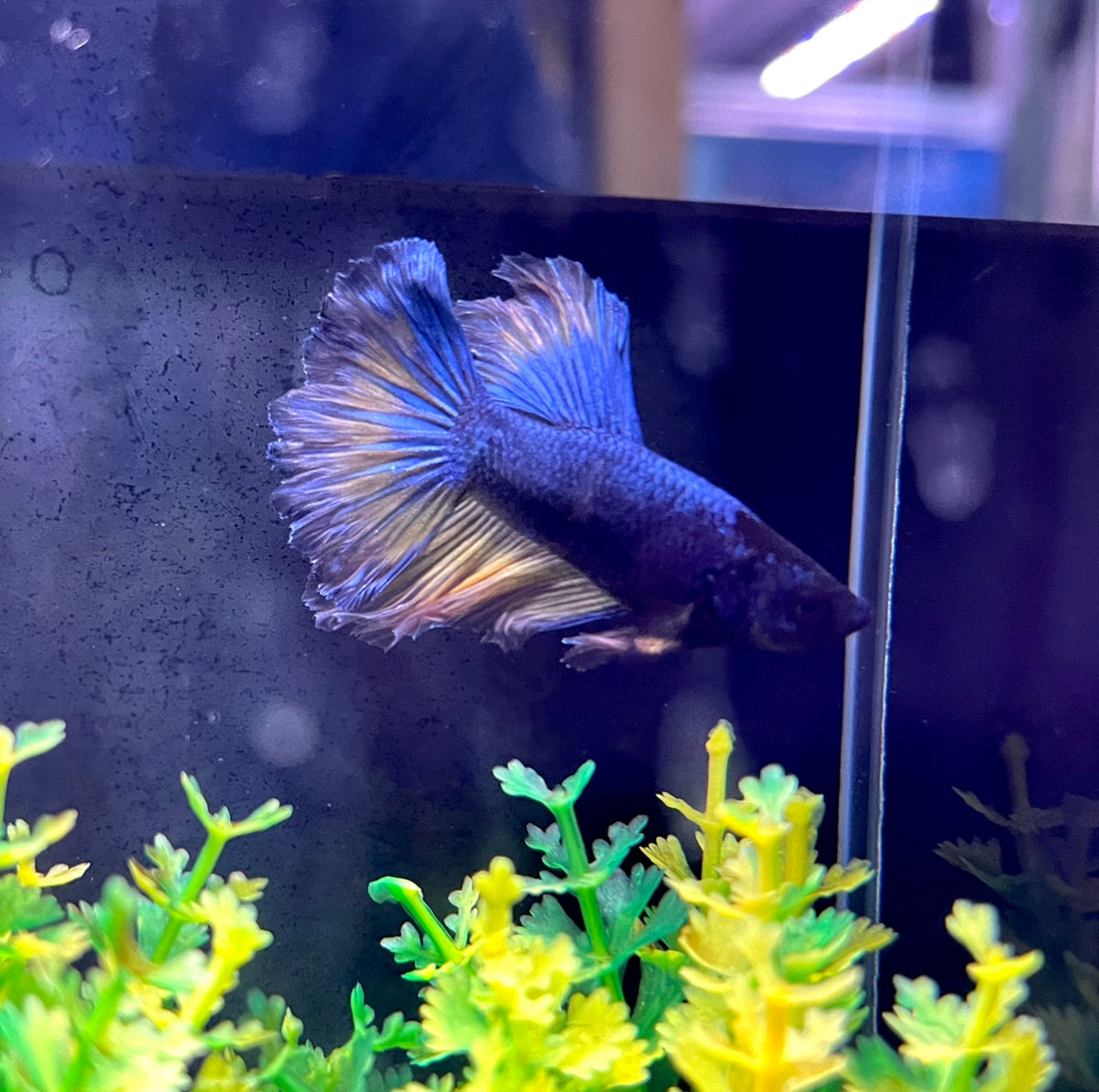 Male Betta $30 - (No Online Purchases)