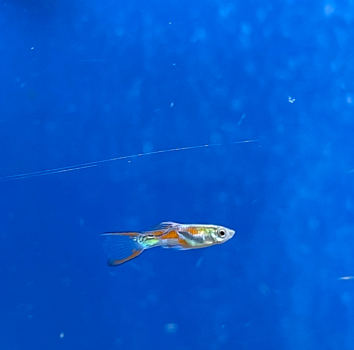 Endler Guppy Male - (No Online Purchases)