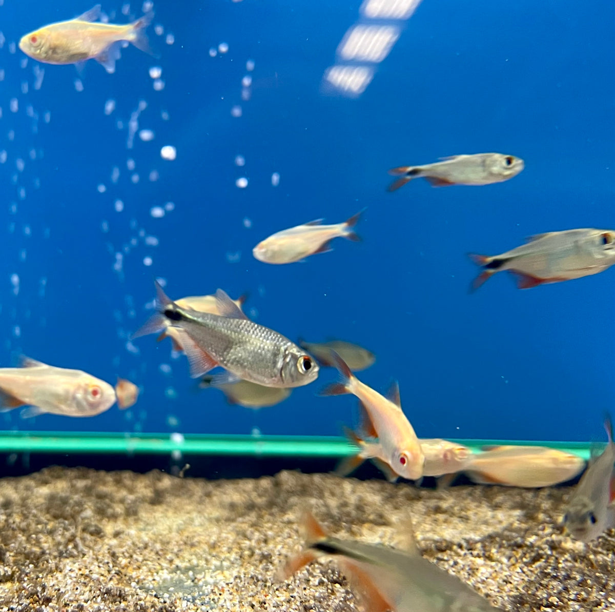 Buenos Aires Tetra - (No Online Purchases)