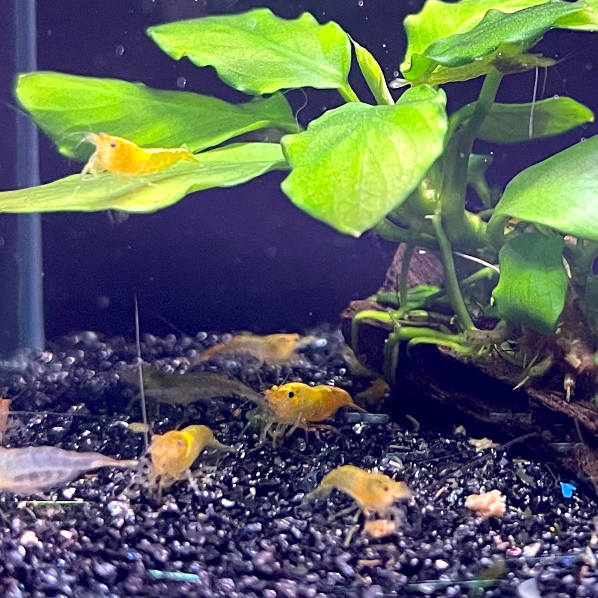 Yellow Cherry Shrimp - (No Online Purchases)