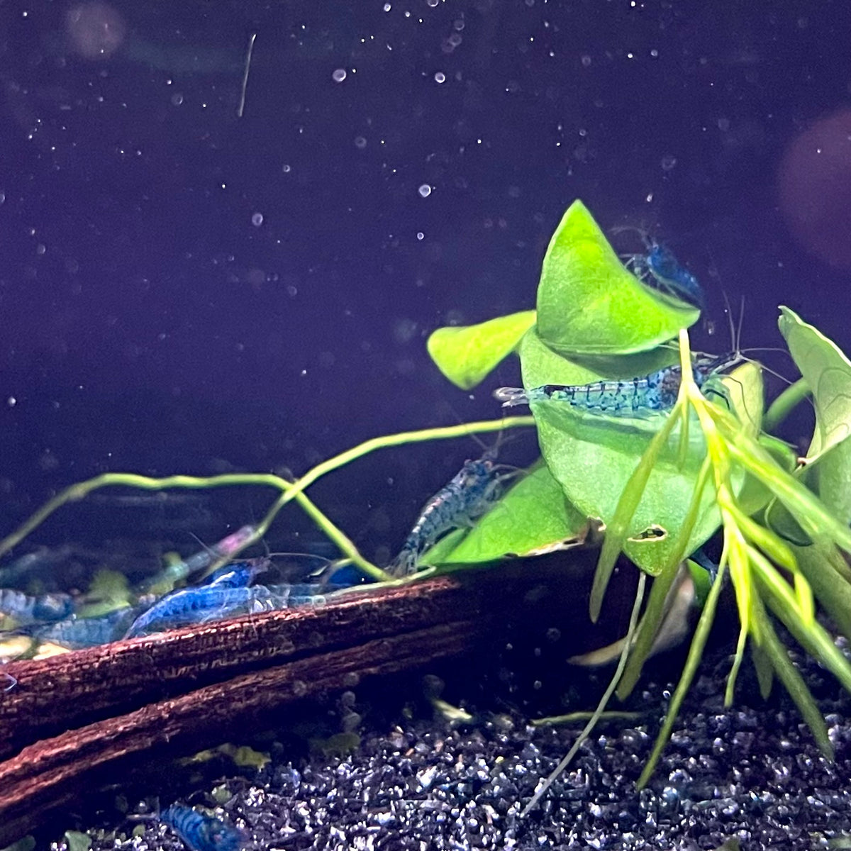 Blue Cherry Shrimp - (No Online Purchases)