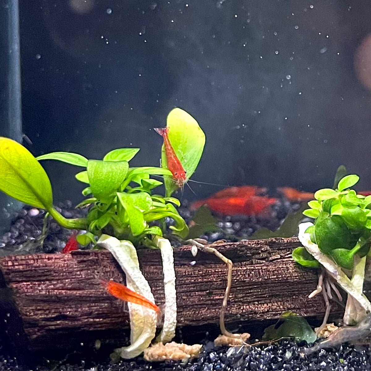 Bloody Mary Cherry Shrimp - (No Online Purchases)