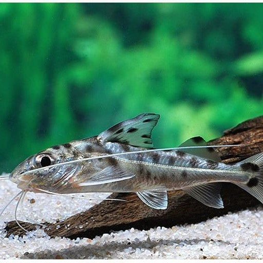 Pictus Catfish - (No Online Purchases)