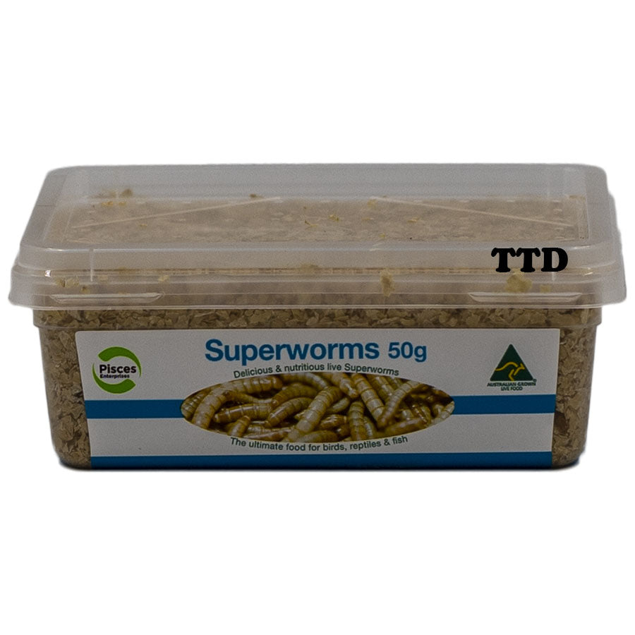 Pisces Superworms - 50g Tub - Live Food - In Store Pick Up Only