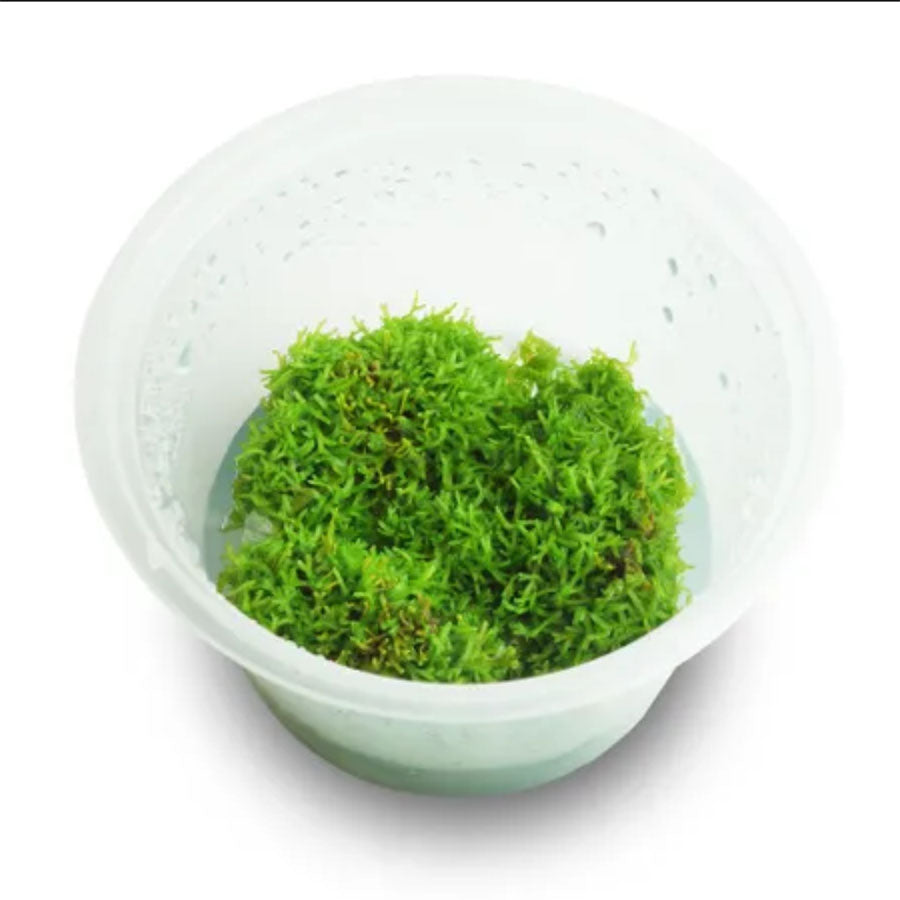 Riccia - Live Plant - Tissue Culture
