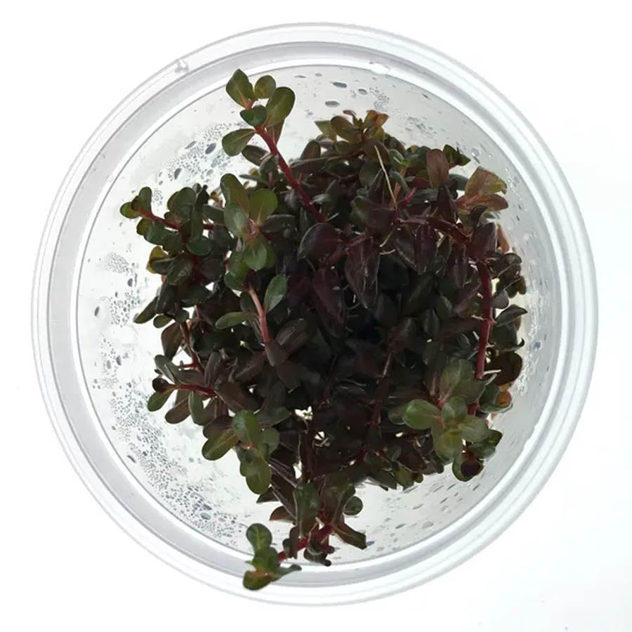 Rotala Rotundifolia &#39;colorata&#39; - Live Plant - Tissue Culture