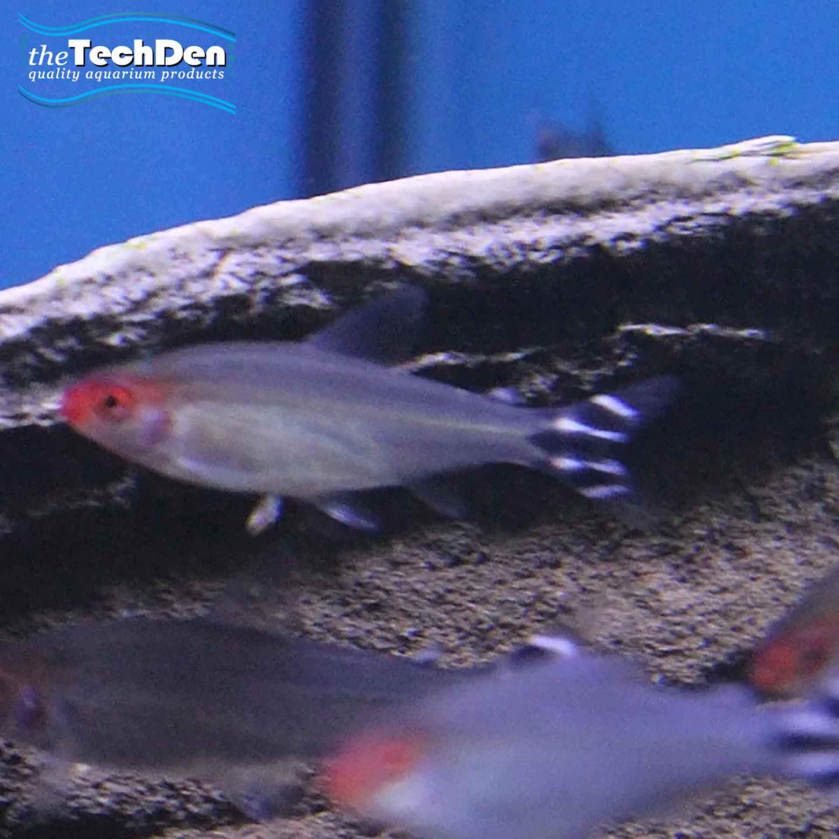 Rummy Nose Tetra - (No Online Purchases)