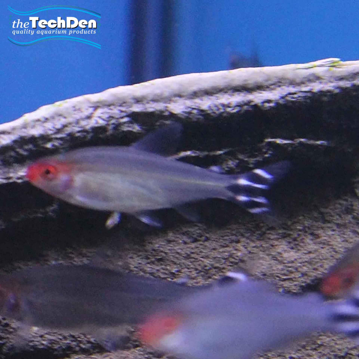 Rummy Nose Tetra - (No Online Purchases)