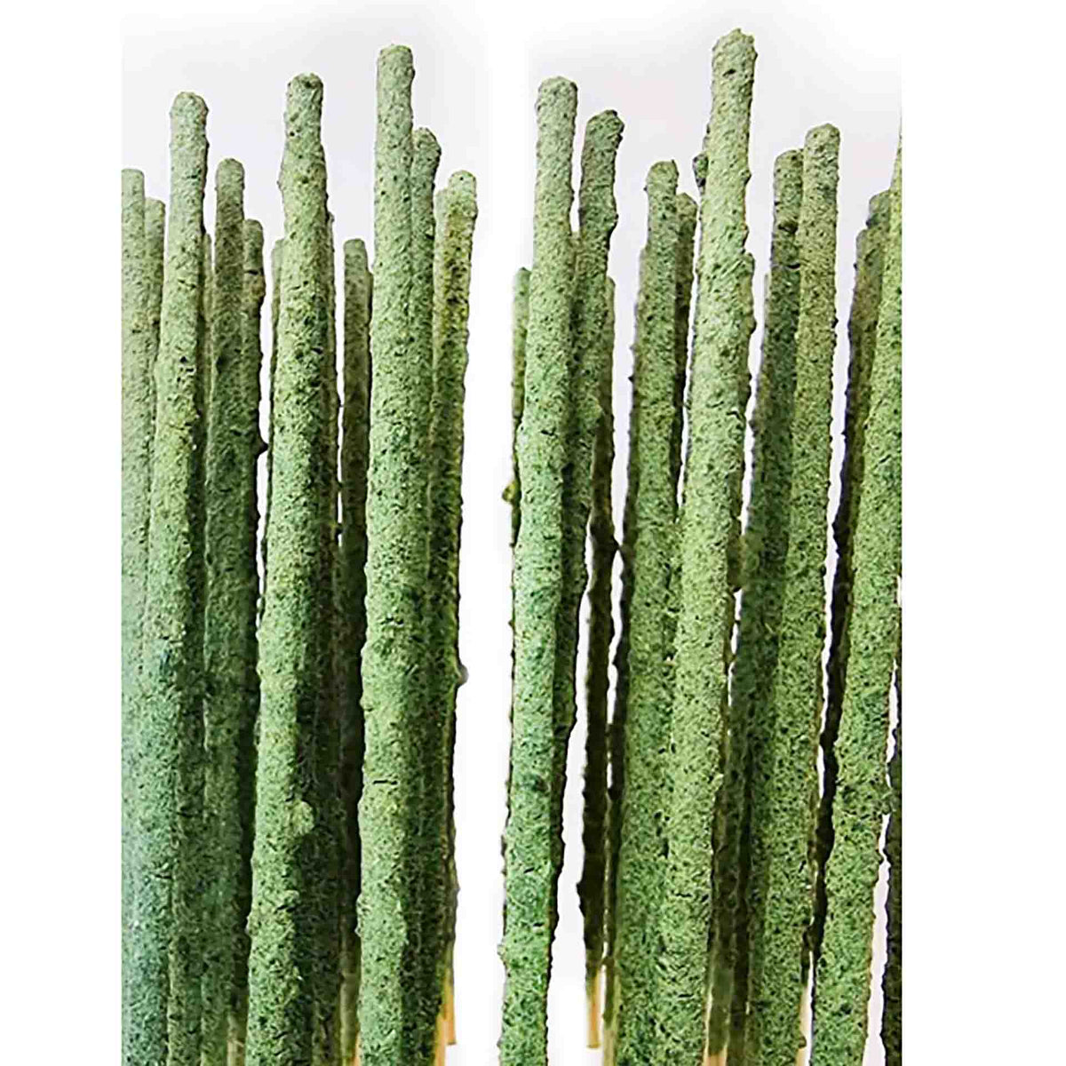 SAS Shrimp Green Backs - Pack of 10