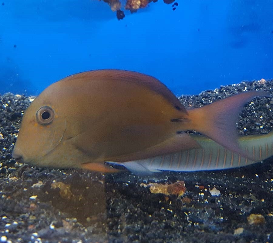 Lavender Surgeon  - (No Online Purchases)