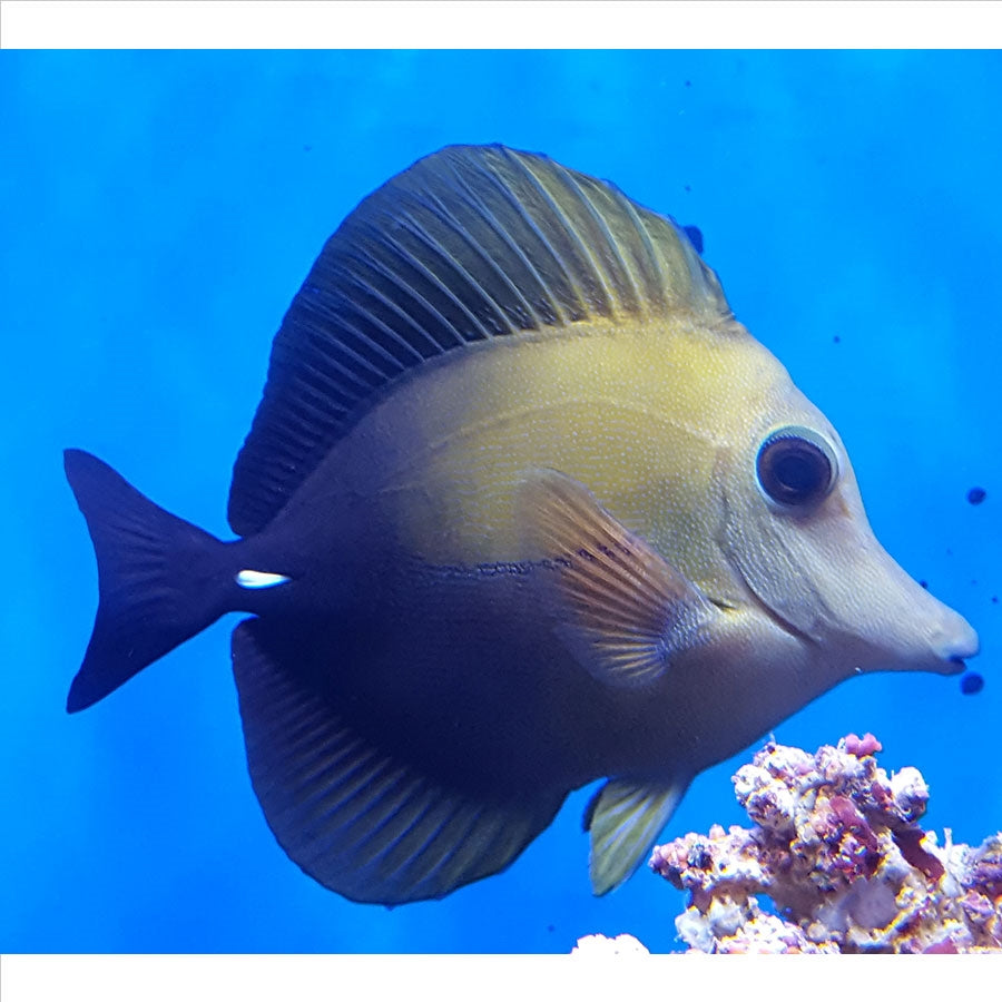 Scopas Tang - (No Online Purchases) - The Tech Den