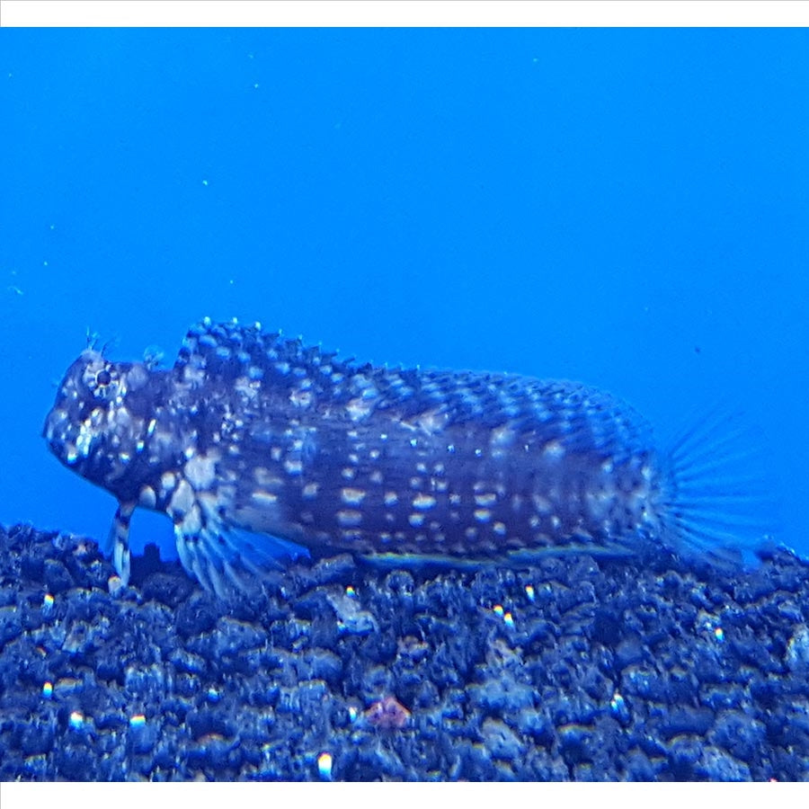 Lawnmower Blenny - (No Online Purchases)