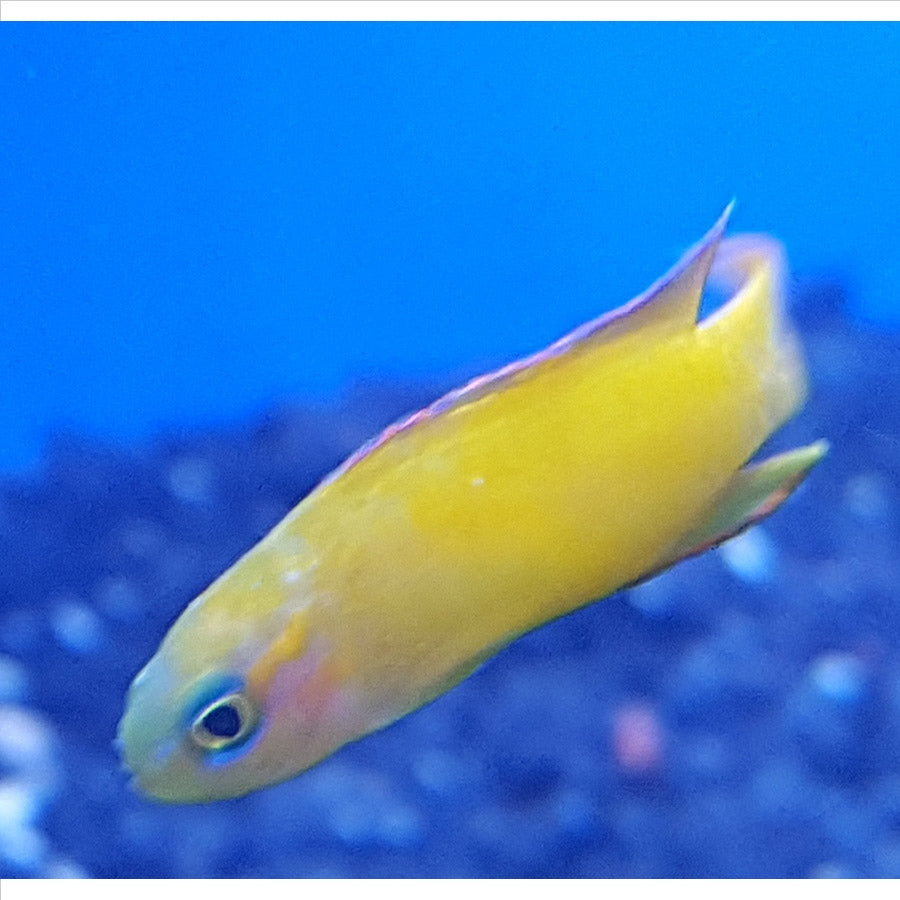 Yellow Assessor - (No Online Purchases)