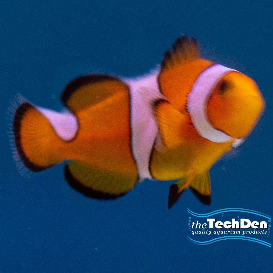 Orange and White Clownfish - Single - (No Online Purchases)