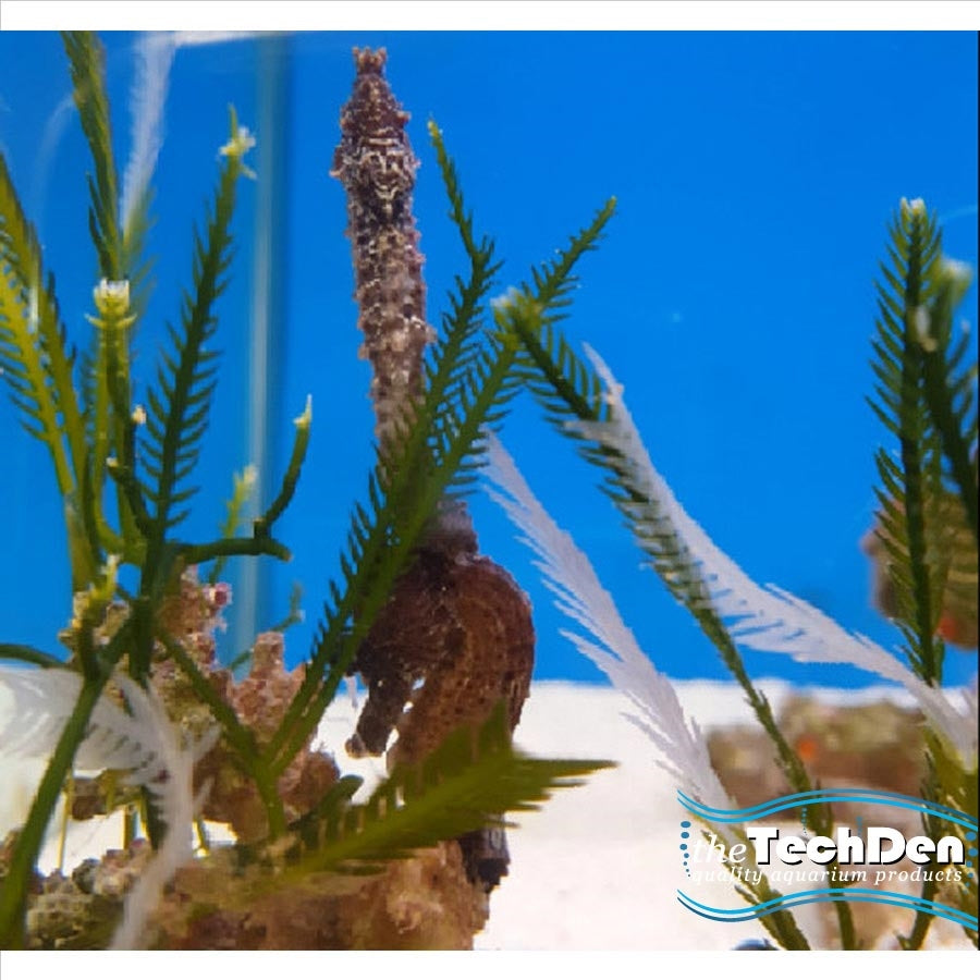 Seahorse Aquacultured - Potbelly or Kuda (No Online Purchases)