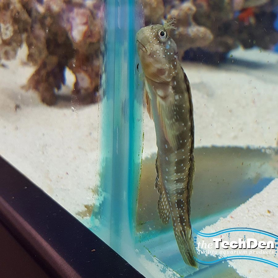 Blue Spot Blenny - (No Online Purchases)