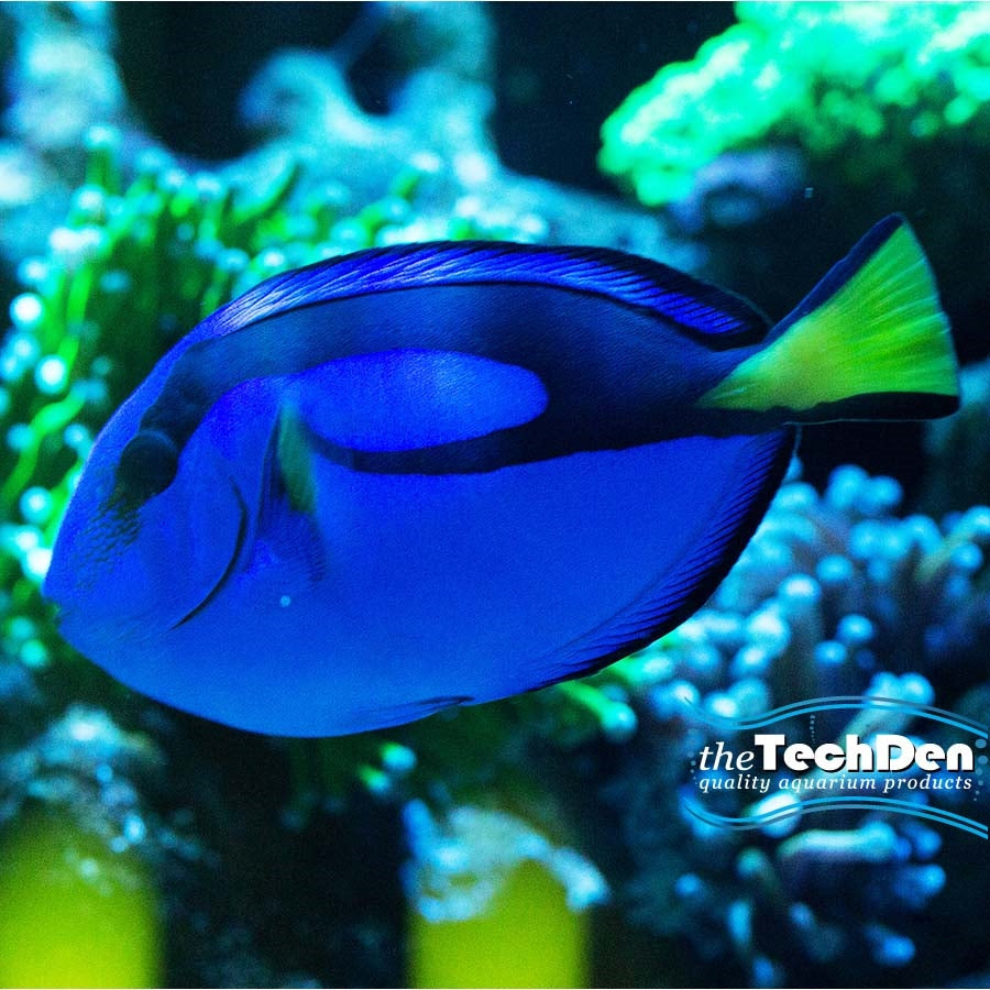 Blue Tang Small - (No Online Purchases)