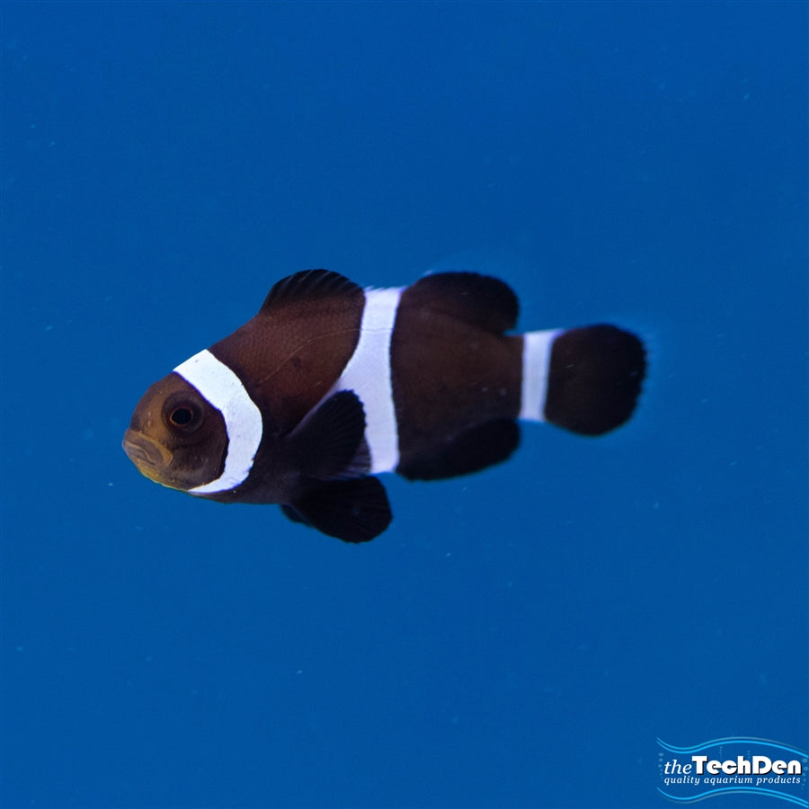 Black White Clownfish - SIngle - (No Online Purchases)