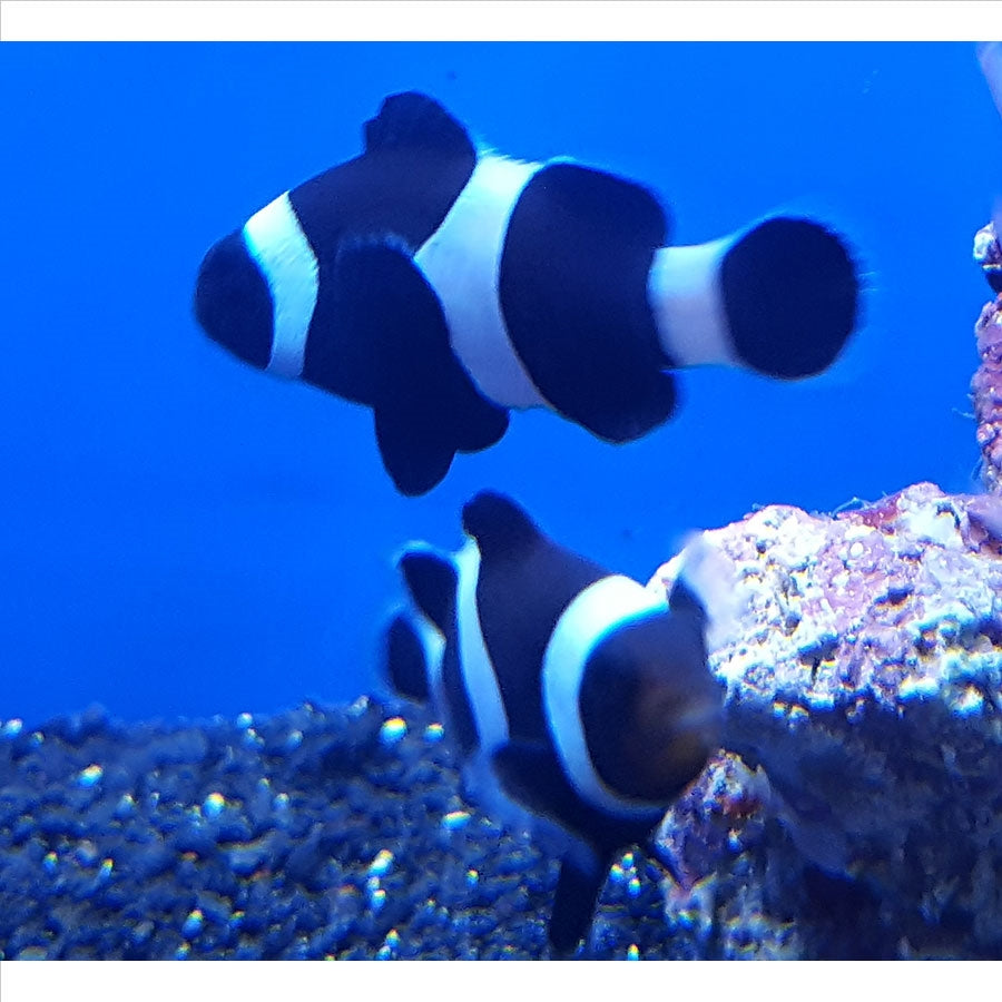Black White Clownfish - SIngle - (No Online Purchases)