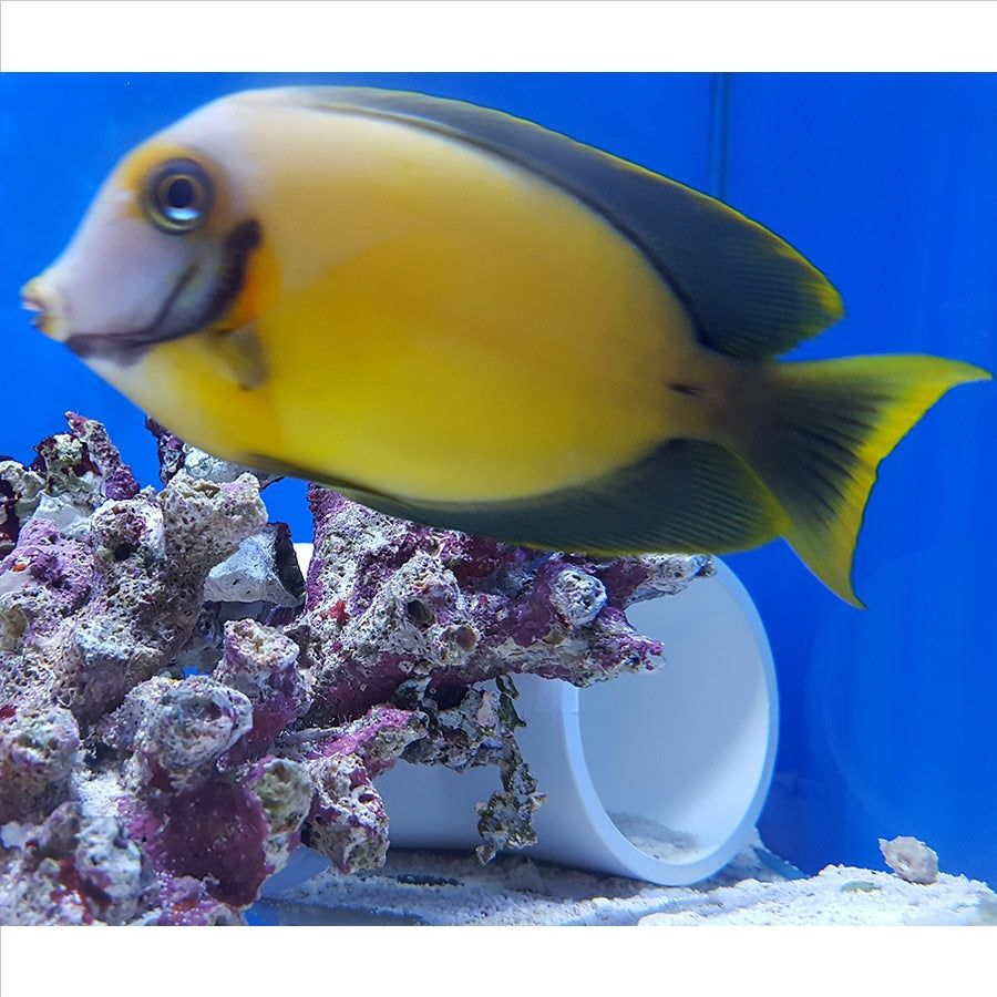 Yellow Mimic Tang Blue Eye - (No Online Purchases)