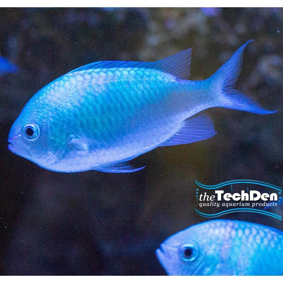 Green Chromis - (No Online Purchases)