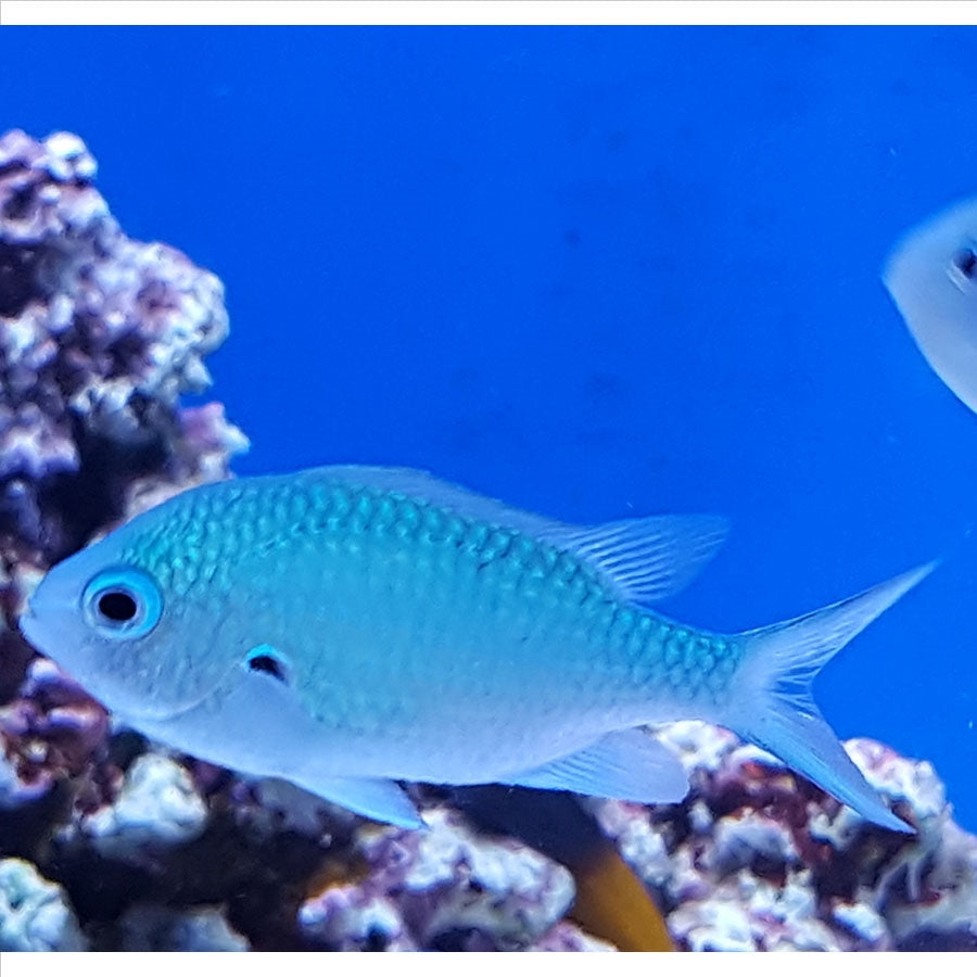Green Chromis - (No Online Purchases)