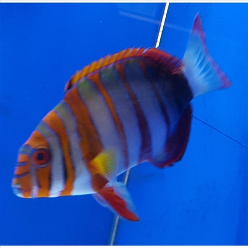 Harlequin Tuskfish - (No Online Purchases)