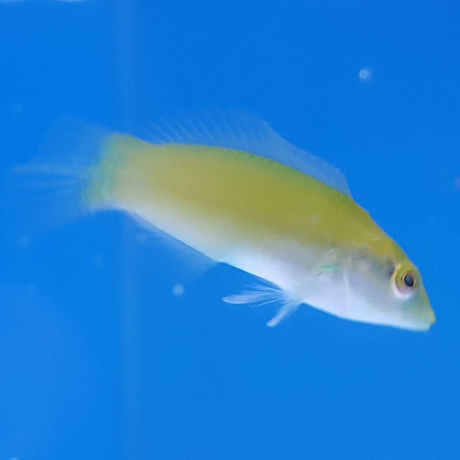 Pastel Green/Lime Wrasse - (No Online Purchases)