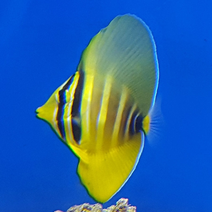 Sailfin Tang Red sea - (No Online Purchases)