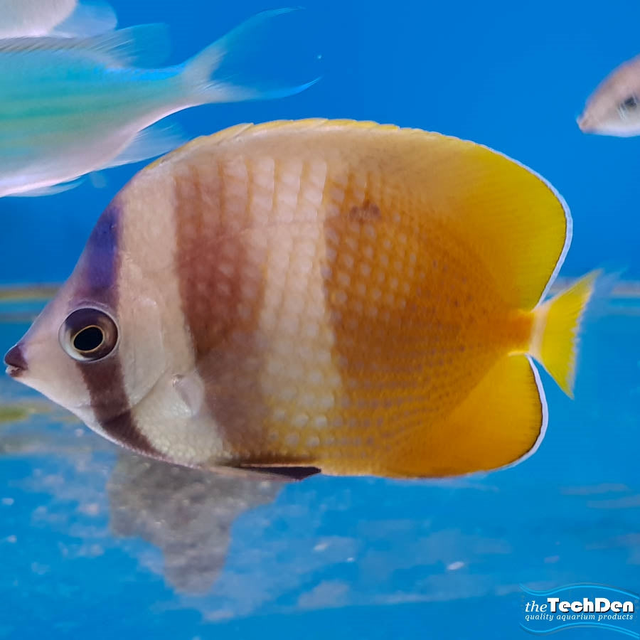 Kleins Butterfly  - (No Online Purchases)