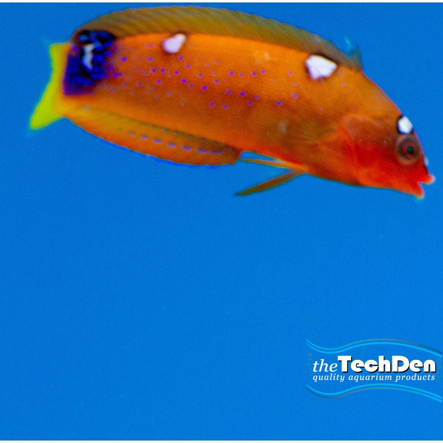 Red / Flame Wrasse - (No Online Purchases)