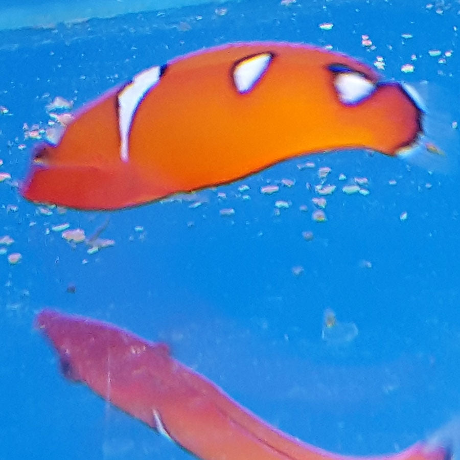 Red / Flame Wrasse - (No Online Purchases)