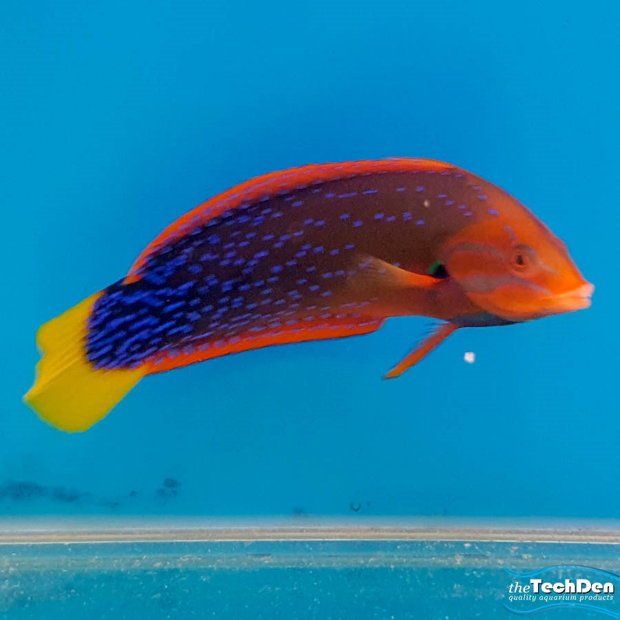 Red / Flame Wrasse - (No Online Purchases)