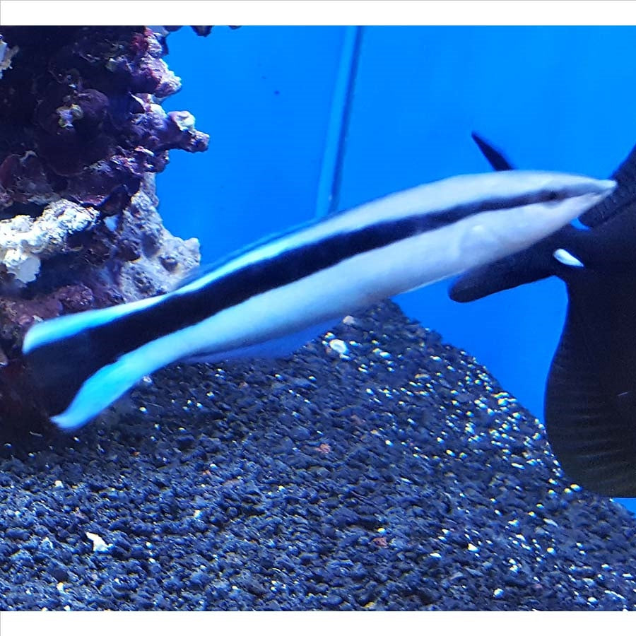 Cleaner Wrasse (No Online Purchases)