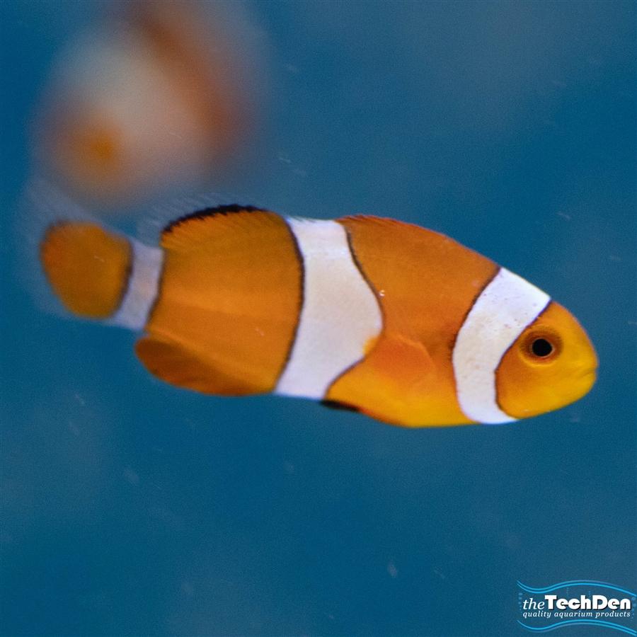 Ocellaris Clownfish (Pair) - (No Online Purchases)