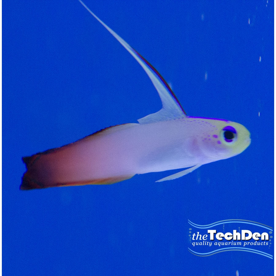 Fire Goby  - (No Online Purchases)