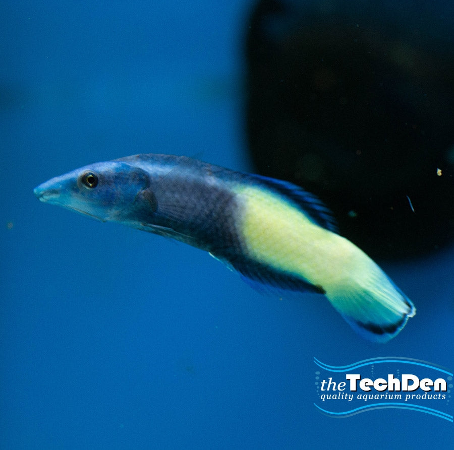 Bicolour Cleaner Wrasse - (No Online Purchases)
