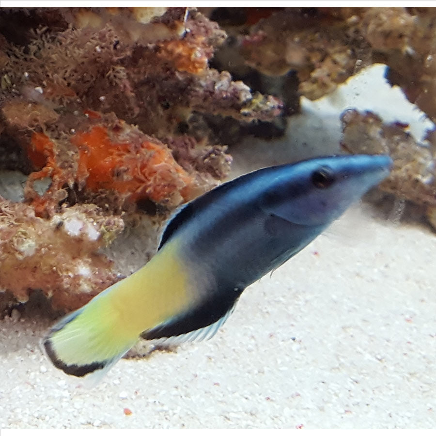Bicolour Cleaner Wrasse - (No Online Purchases)
