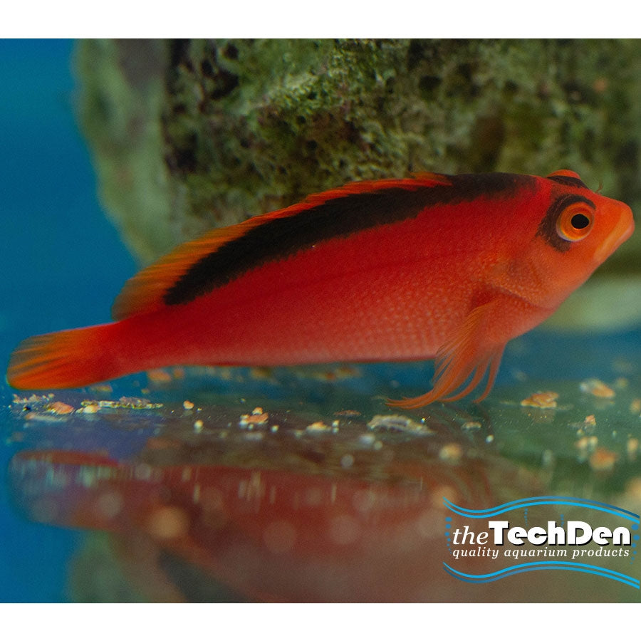 Flame Hawk - (No Online Purchases)