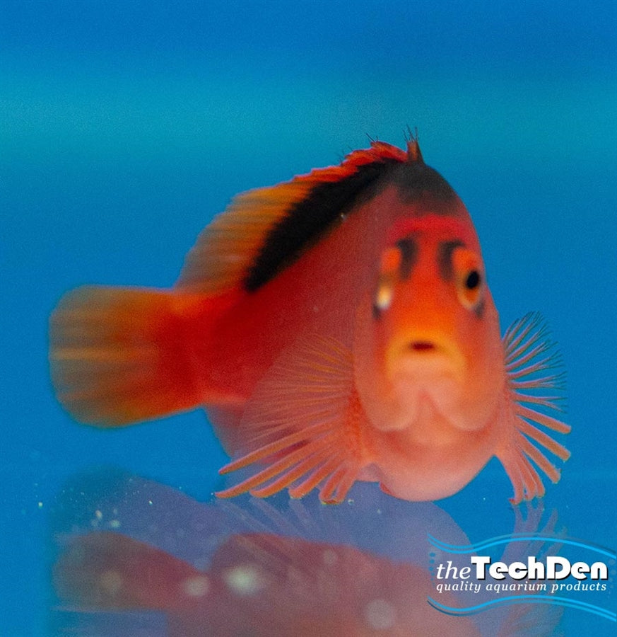 Flame Hawk - (No Online Purchases)