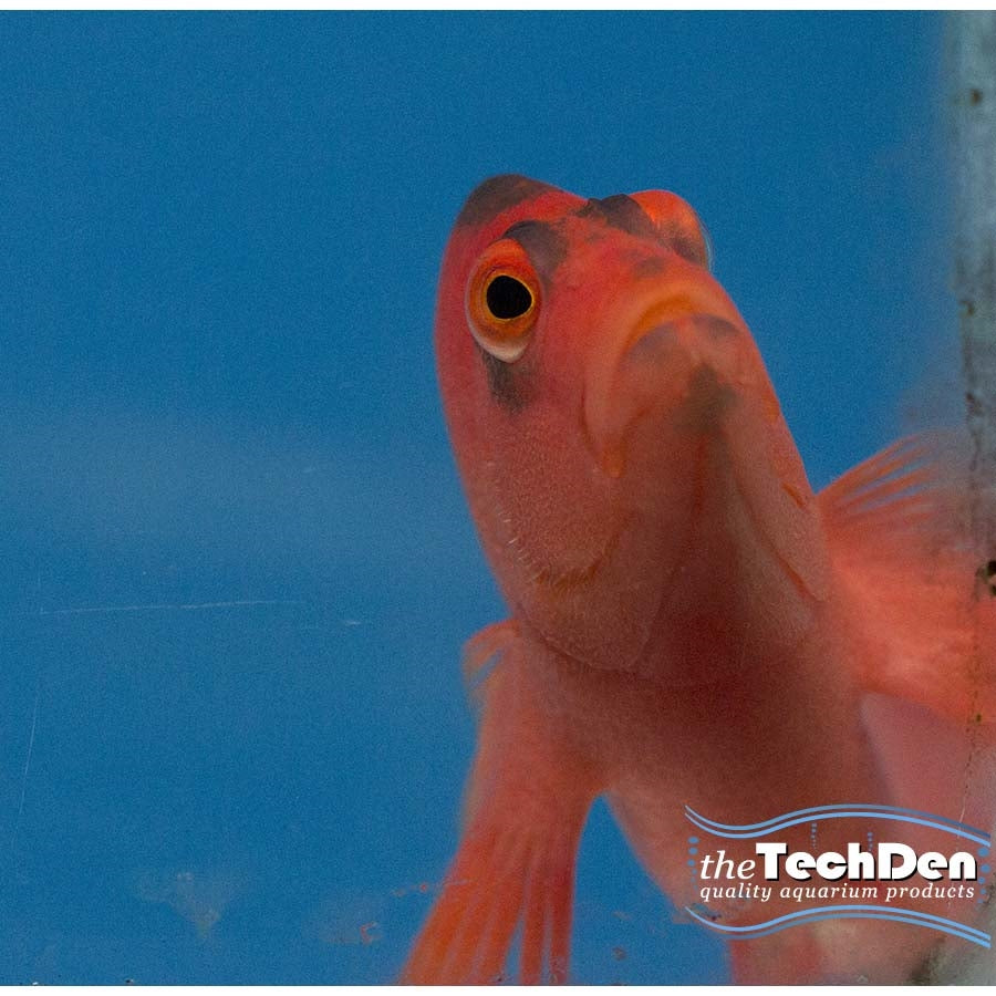 Flame Hawk - (No Online Purchases)