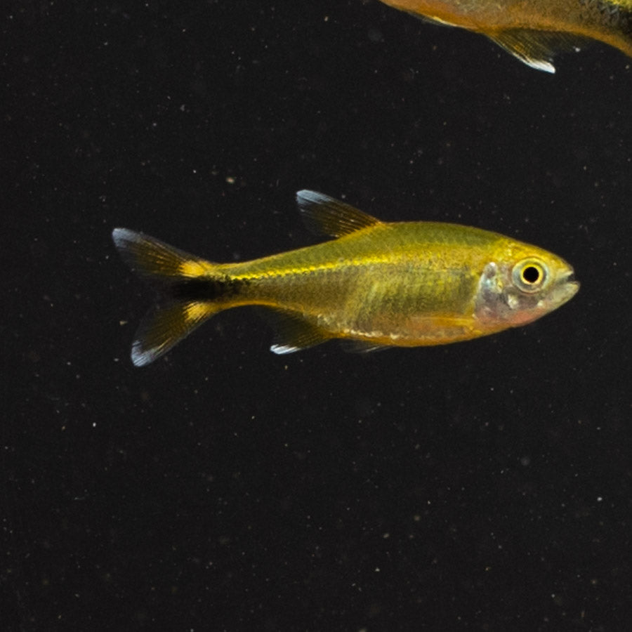 Silver Tip Tetra - (No Online Purchases)