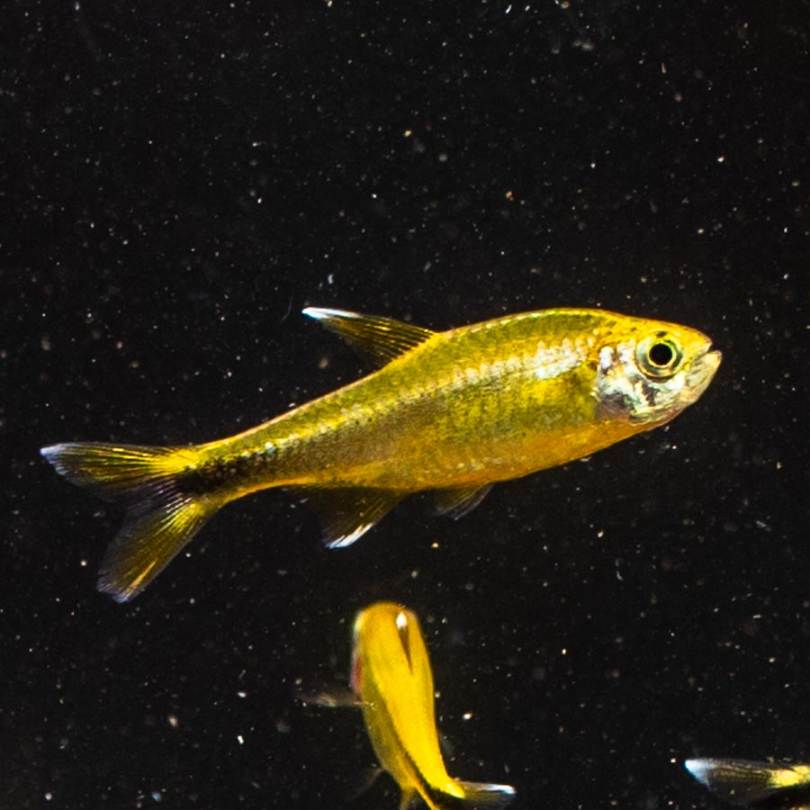 Silver Tip Tetra - (No Online Purchases)