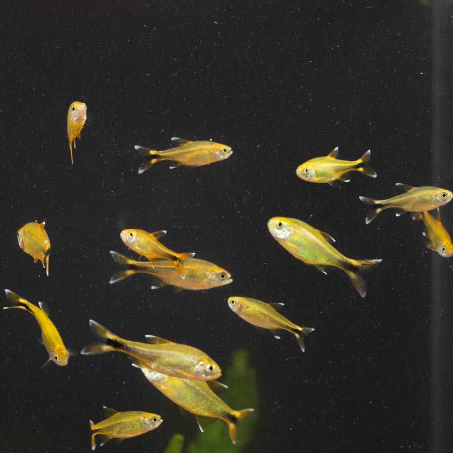 Silver Tip Tetra - (No Online Purchases)