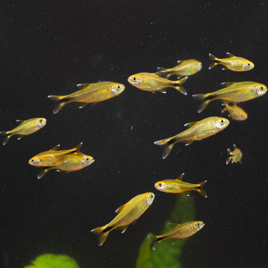 Silver Tip Tetra - (No Online Purchases)